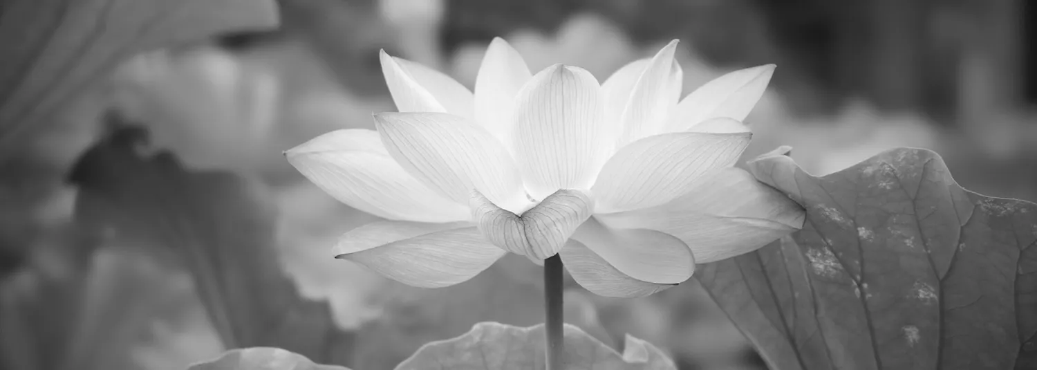 lotus